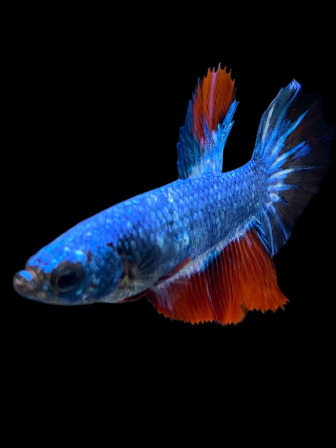 TOP GRADE Female Halfmoon - Fancy Two Tone #2394 - Live Betta Fish