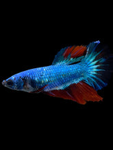 Load image into Gallery viewer, TOP GRADE Female Halfmoon - Fancy Two Tone #2394 - Live Betta Fish
