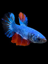 Load image into Gallery viewer, TOP GRADE Female Halfmoon - Fancy Two Tone #2394 - Live Betta Fish
