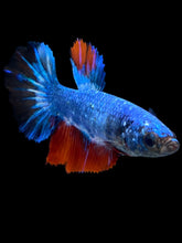 Load image into Gallery viewer, TOP GRADE Female Halfmoon - Fancy Two Tone #2394 - Live Betta Fish
