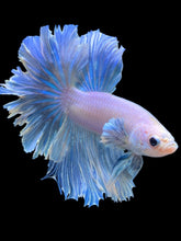 Load image into Gallery viewer, Male Rosetail - Pastel #2395 - Live Betta Fish
