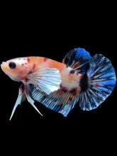Load image into Gallery viewer, Male Halfmoon Plakat - Candy Dumbo #2396 - Live Betta Fish
