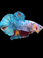 Load image into Gallery viewer, GIANT Male Halfmoon Plakat - Candy #2397 - Live Betta Fish (LEFT GILL DEFECT)
