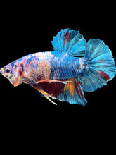 Load image into Gallery viewer, GIANT Male Halfmoon Plakat - Candy #2397 - Live Betta Fish (LEFT GILL DEFECT)
