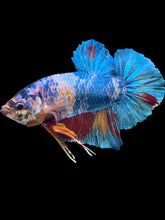 Load image into Gallery viewer, GIANT Male Halfmoon Plakat - Candy #2397 - Live Betta Fish (LEFT GILL DEFECT)
