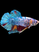 Load image into Gallery viewer, GIANT Male Halfmoon Plakat - Candy #2397 - Live Betta Fish (LEFT GILL DEFECT)
