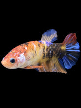 Load image into Gallery viewer, GIANT Female Halfmoon Plakat - Galaxy #2398 Live Betta Fish
