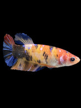Load image into Gallery viewer, GIANT Female Halfmoon Plakat - Galaxy #2398 Live Betta Fish
