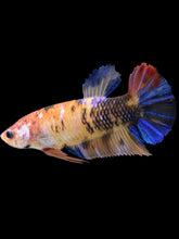 Load image into Gallery viewer, GIANT Female Halfmoon Plakat - Galaxy #2398 Live Betta Fish
