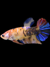 Load image into Gallery viewer, GIANT Female Halfmoon Plakat - Galaxy #2398 Live Betta Fish
