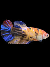 Load image into Gallery viewer, GIANT Female Halfmoon Plakat - Galaxy #2398 Live Betta Fish
