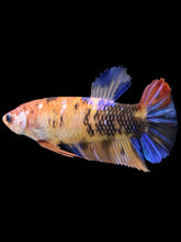Load image into Gallery viewer, GIANT Female Halfmoon Plakat - Galaxy #2398 Live Betta Fish
