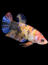 Load image into Gallery viewer, GIANT Female Halfmoon Plakat - Galaxy #2398 Live Betta Fish
