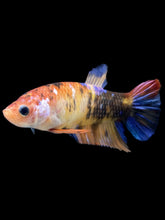 Load image into Gallery viewer, GIANT Female Halfmoon Plakat - Galaxy #2398 Live Betta Fish
