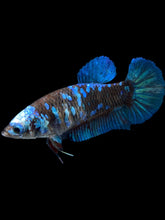 Load image into Gallery viewer, Female Halfmoon Plakat - Blue Avatar #2399 - Live Betta Fish
