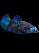 Load image into Gallery viewer, Female Halfmoon Plakat - Blue Avatar #2399 - Live Betta Fish
