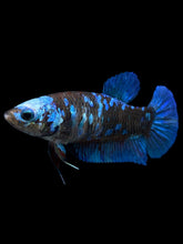 Load image into Gallery viewer, Female Halfmoon Plakat - Blue Avatar #2399 - Live Betta Fish
