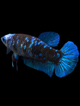 Load image into Gallery viewer, Female Halfmoon Plakat - Blue Avatar #2399 - Live Betta Fish
