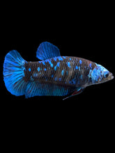 Load image into Gallery viewer, Female Halfmoon Plakat - Blue Avatar #2399 - Live Betta Fish
