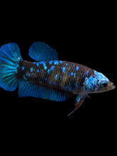 Load image into Gallery viewer, Female Halfmoon Plakat - Blue Avatar #2399 - Live Betta Fish

