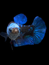 Load image into Gallery viewer, Female Halfmoon Plakat - Blue Avatar #2399 - Live Betta Fish
