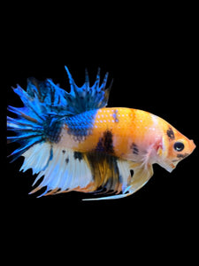 Male Crowntail Plakat - Candy #239 - Live Betta Fish