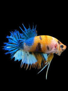 Male Crowntail Plakat - Candy #239 - Live Betta Fish