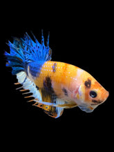 Load image into Gallery viewer, Male Crowntail Plakat - Candy #239 - Live Betta Fish
