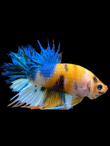 Male Crowntail Plakat - Candy #239 - Live Betta Fish