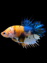 Load image into Gallery viewer, Male Crowntail Plakat - Candy #239 - Live Betta Fish
