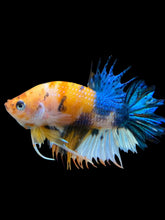 Load image into Gallery viewer, Male Crowntail Plakat - Candy #239 - Live Betta Fish
