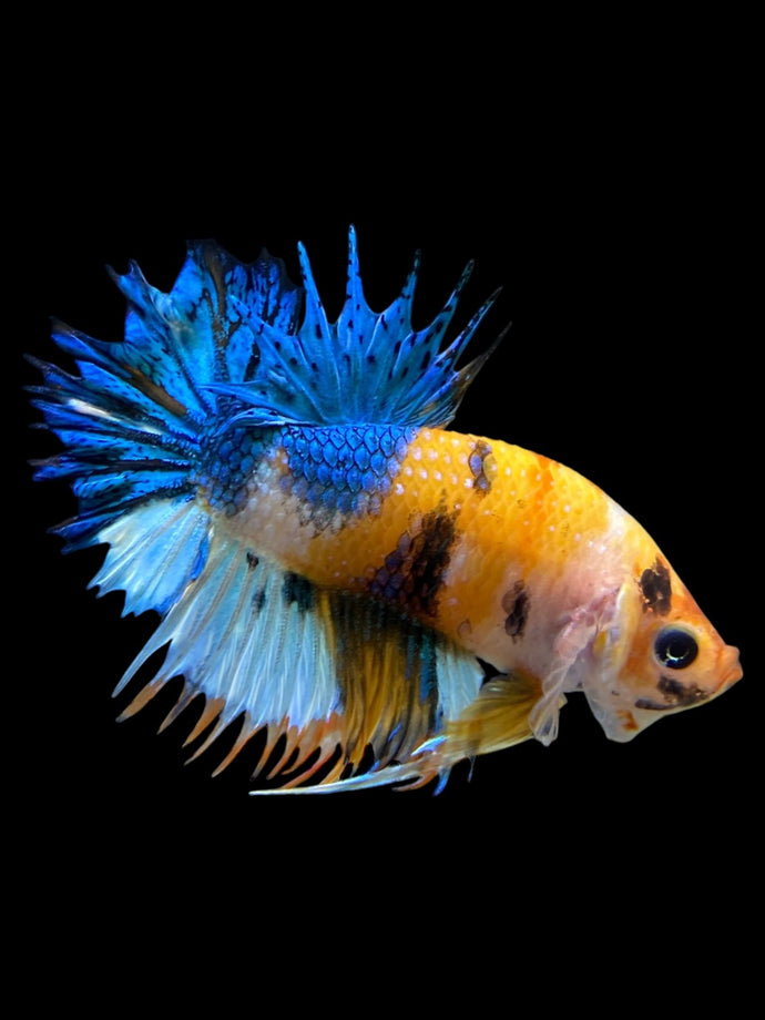 Male Crowntail Plakat - Candy #239 - Live Betta Fish