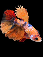 Load image into Gallery viewer, TOP GRADE Female Halfmoon - Galaxy #2401 - Live Betta Fish
