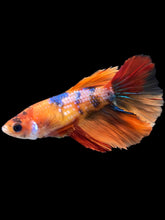 Load image into Gallery viewer, TOP GRADE Female Halfmoon - Galaxy #2401 - Live Betta Fish
