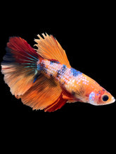 Load image into Gallery viewer, TOP GRADE Female Halfmoon - Galaxy #2401 - Live Betta Fish
