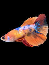 Load image into Gallery viewer, TOP GRADE Female Halfmoon - Galaxy #2401 - Live Betta Fish

