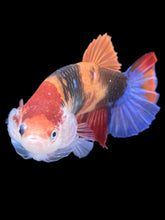 Load image into Gallery viewer, GIANT Female Halfmoon Plakat - Galaxy #2403 Live Betta Fish
