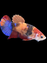 Load image into Gallery viewer, GIANT Female Halfmoon Plakat - Galaxy #2403 Live Betta Fish
