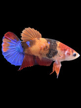 Load image into Gallery viewer, GIANT Female Halfmoon Plakat - Galaxy #2403 Live Betta Fish
