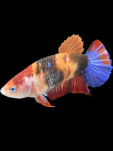 Load image into Gallery viewer, GIANT Female Halfmoon Plakat - Galaxy #2403 Live Betta Fish

