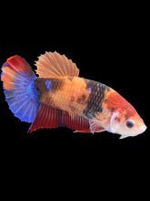 Load image into Gallery viewer, GIANT Female Halfmoon Plakat - Galaxy #2403 Live Betta Fish
