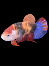 Load image into Gallery viewer, GIANT Female Halfmoon Plakat - Galaxy #2403 Live Betta Fish
