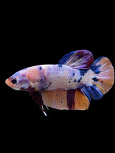 Load image into Gallery viewer, GIANT Male Halfmoon Plakat - Candy #2406 - Live Betta Fish
