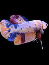 Load image into Gallery viewer, GIANT Male Halfmoon Plakat - Candy #2406 - Live Betta Fish
