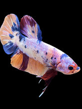 Load image into Gallery viewer, GIANT Male Halfmoon Plakat - Candy #2406 - Live Betta Fish
