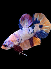 Load image into Gallery viewer, GIANT Male Halfmoon Plakat - Candy #2406 - Live Betta Fish
