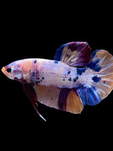 Load image into Gallery viewer, GIANT Male Halfmoon Plakat - Candy #2406 - Live Betta Fish
