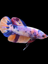 Load image into Gallery viewer, GIANT Male Halfmoon Plakat - Candy #2406 - Live Betta Fish
