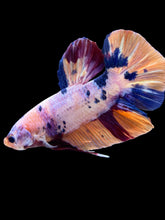Load image into Gallery viewer, GIANT Male Halfmoon Plakat - Candy #2406 - Live Betta Fish
