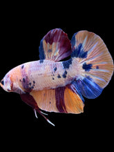 Load image into Gallery viewer, GIANT Male Halfmoon Plakat - Candy #2406 - Live Betta Fish
